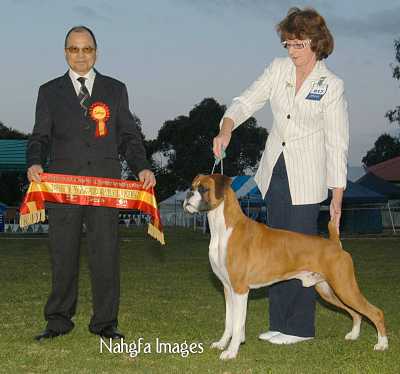 Winning Intermediate in Show at Dalwood International SHow Date, under International All breeds Judge Mr Marion Magsaysay (Phils) age 23 months.