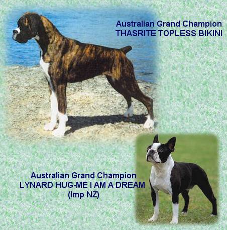 Aust.Grand Ch.Thasrite Topless Bikini and Aust.Grand Ch.Lynard Hug-Me I Am A Dream (Imp NZ)
