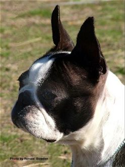 Head study taken at Harden Murrumburrah and District All Breed KC Show - Photos by RON BOWDEN 