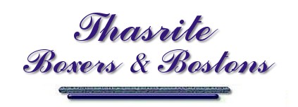 Thasrite Boxers and Bostons